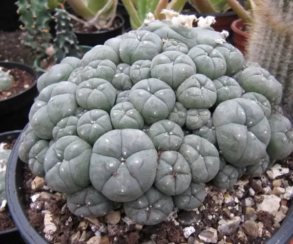 Buy Peyote Online