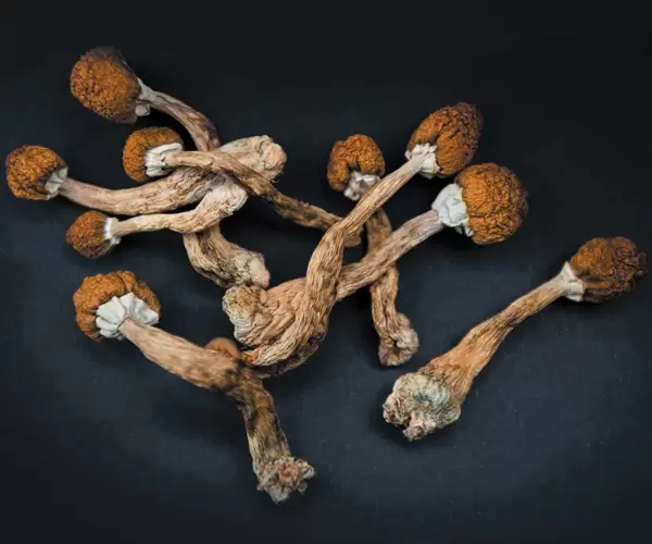 Buy Magic Mushrooms Online